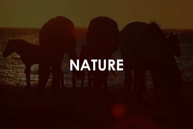 Nature Saaremaa Minusaaremaa.ee